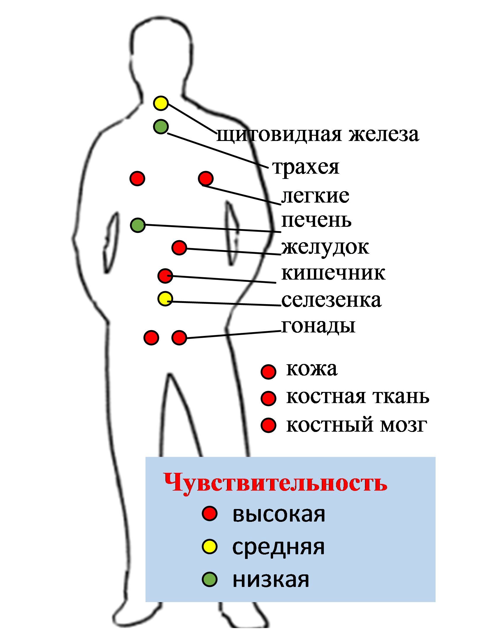 Действия населения при повышении радиационного фона на территории  Санкт-Петербурга | посёлок Репино